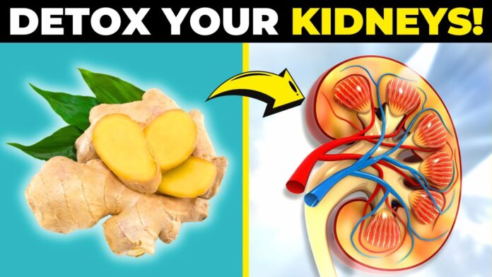 Kidney Detox : প্রস্রাবে সব টক্সিন বেরোয় না, জমে থাকা বর্জ্য বের করুন এই 6 খাবারে
