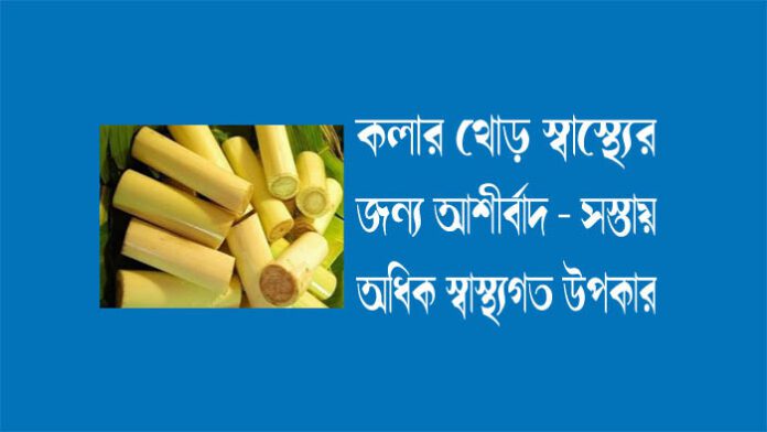 Banana Bark | Neglected Gem, Elixir of Health