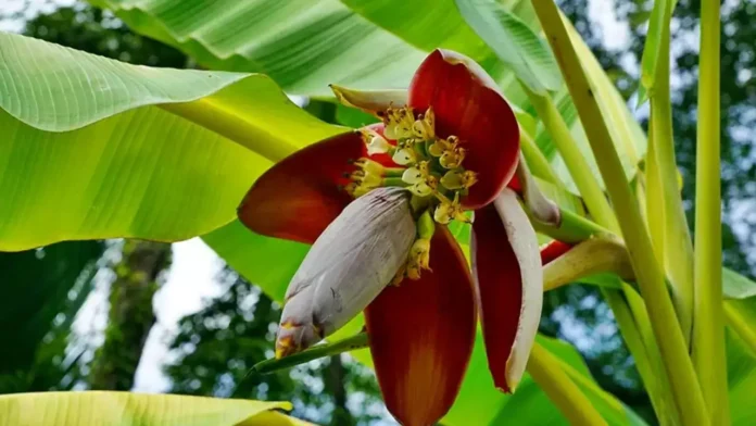 Banana Flower | Combination of Beauty and Nutrition