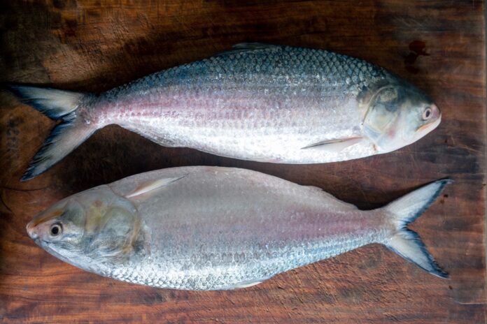 Indian Scientists Closer to Farming Hilsa in Ponds | A Game-Changer for Fish Lovers