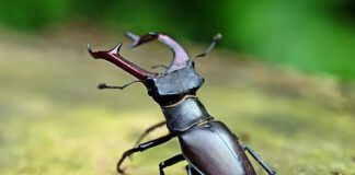 স্ট্যাগ বিটল: বনজ সম্পদের রাজকীয় পতঙ্গ, যার নাম ঘিরে ছড়িয়ে আছে কোটি টাকার গল্প ও সংস্কৃতির রহস্য