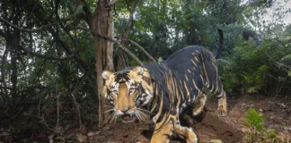 ভারতের অরণ্যের রহস্যময় রাজা: বিশ্বের একমাত্র বিরল কালচে বাঘের আবাস সিমিলিপাল