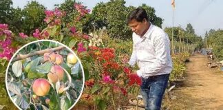 লাল মাটিতে সোনার ফসল: জঙ্গলমহলের রুক্ষ জমিতে কুলের বিপ্লব ঘটাচ্ছেন মেদিনীপুরের অধ্যাপক Cultivating Gold in Arid Lands | A Medinipur Professor’s Green Revolution