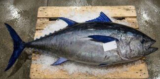 একটি মাছের দাম ২৯ কোটি! কেন এই নীল পাখনার টুনা এত মূল্যবান? The $3.4 Million Catch | Why One Tuna Sold for Nearly 29 Crore Rupees