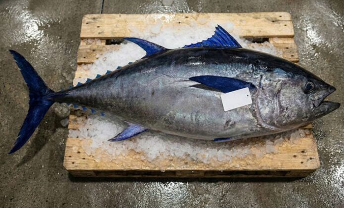 The $3.4 Million Catch | Why One Tuna Sold for Nearly 29 Crore Rupees
