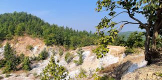 Khadan Dungri: বাংলার বুকে এক টুকরো অস্ট্রেলিয়া!!!