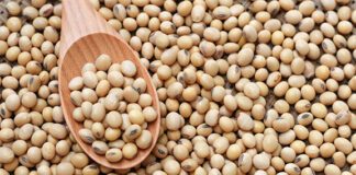 Soy bean: সয়াবিন, পুষ্টির ভান্ডার, সুস্বাস্থ্যের অন্যতম চাবিকাঠি!!!