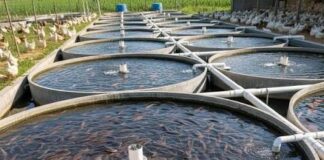 Biofloc Technology:জলের অভাব ছাপিয়ে পালামৌতে মাছ চাষের ‘বিপ্লব !!!দিশা দেখাচ্ছে বায়োফ্লক প্রযুক্তি!!!!