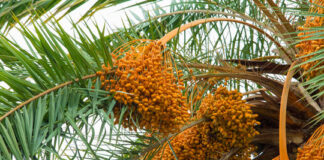 Profitable Farming Idea:প্রথা ভাঙা চাষে বাজিমাত!!!তমলুকের মাটিতে মরুভূমির ‘সোনা’, আরবীয় খেজুর চাষে সাফল্যের নয়া দিগন্ত!!!