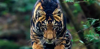 Black Tiger: সিমিলিপালের রহস্যময় কালো বাঘ, ভারতের অরণ্যে প্রকৃতির এক বিরল বিস্ময়!!!