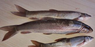 Oshela Fish:৩০ বছর পর হারানো গৌরবের প্রত্যাবর্তন!!!