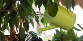 Tree :গ্রীষ্মে বাগানের যত্ন: দুপুরে বা বিকালে নয়, গাছে জল দেওয়ার আসল সঠিক সময় কোনটি?