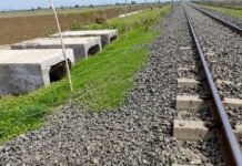Railway Underpass: মানুষ নয়, সিংহ ও বন্যপ্রাণীদের সুরক্ষায় তৈরি হলো বিশেষ ‘লায়ন আন্ডারপাস’