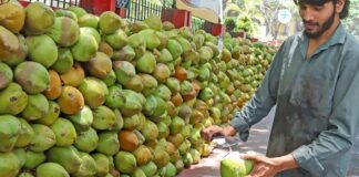 Coconut Production:ডাব ও নারকেল উৎপাদনে বিশ্বজয় ভারতের!!!শীর্ষে পৌঁছে নজর এবার ট্রিলিয়ন ডলার রপ্তানিতে!!!