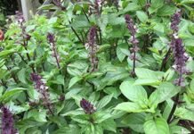 Marua plant: मच्छਰ भगाने और सेहत का एक अचूक प्राकृतिक उपाय!!!