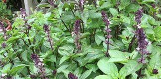 Marua plant: मच्छਰ भगाने और सेहत का एक अचूक प्राकृतिक उपाय!!!